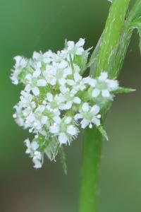 Torilis à fleurs glomérulées