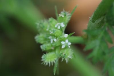 Torilis à fleurs glomérulées