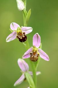 Ophrys abeille