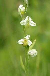 Ophrys abeille