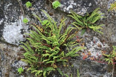 Capillaire des murailles