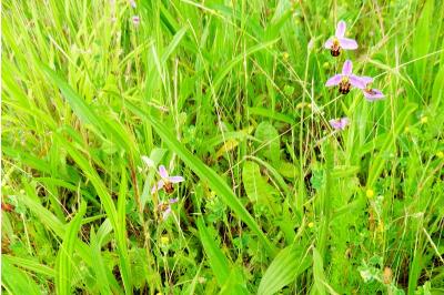 Ophrys abeille