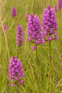 Orchis pyramidal