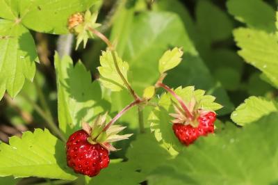 Fragaria vesca