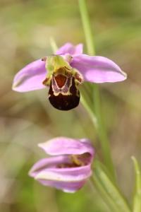 Ophrys abeille