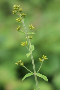 Millepertuis velu
