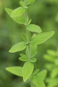 Millepertuis velu
