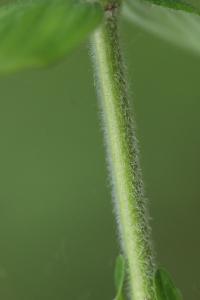 Millepertuis velu