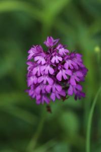 Orchis pyramidal