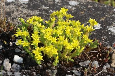 Sedum acre
