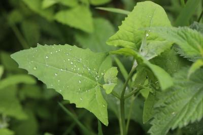 Chénopode à feuilles de Stramoine