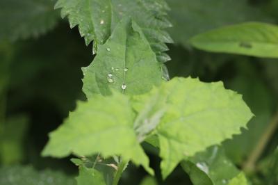 Chénopode à feuilles de Stramoine