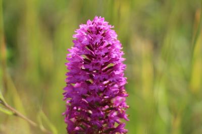 Orchis pyramidal