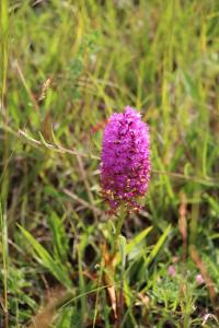 Orchis pyramidal