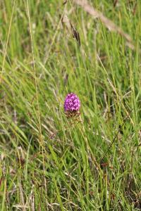 Orchis pyramidal
