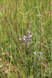 Campanule raiponce