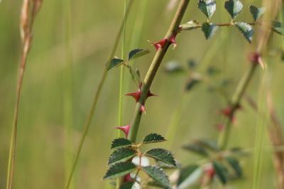 Rosier rubigineux