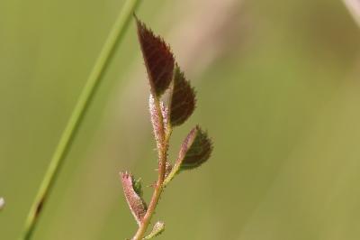 Rosier rubigineux