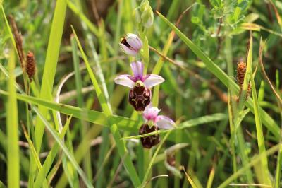 Ophrys bourdon