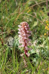 Orobanche violette