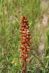Orobanche violette