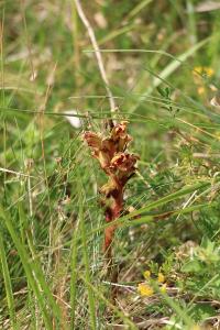 Orobanche grêle
