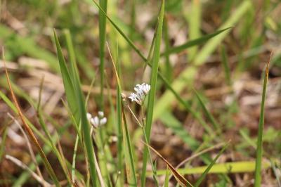 Herbe à l'esquinancie