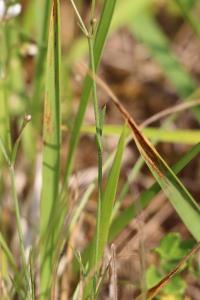 Herbe à l'esquinancie