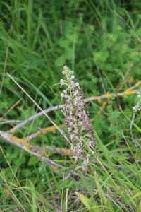 Orchis bouc