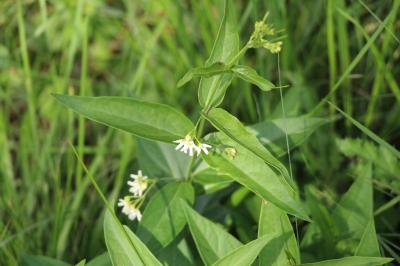 Vincetoxicum hirundinaria
