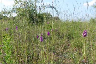 Orchis pyramidal