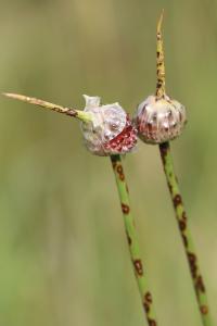 Allium vineale