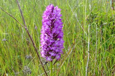 Orchis pyramidal