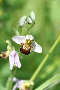 Ophrys abeille
