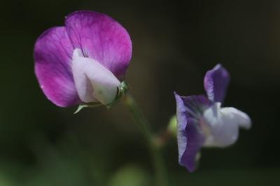 Lathyrus hirsutus