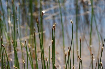 Eleocharis palustris