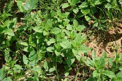 Menthe des champs