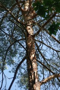 Pin sylvestre