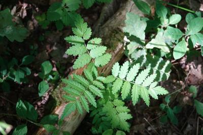 Sorbier des oiseleurs