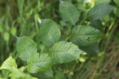 Euonymus latifolius
