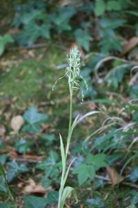 Orchis bouc