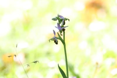 Ophrys abeille