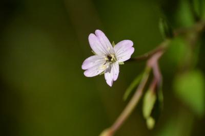 Épilobe des montagnes