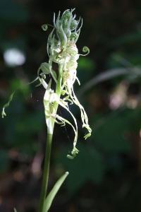 Orchis bouc