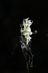 Orchis bouc