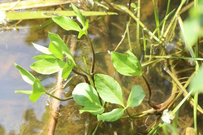 Grand plantain d'eau 