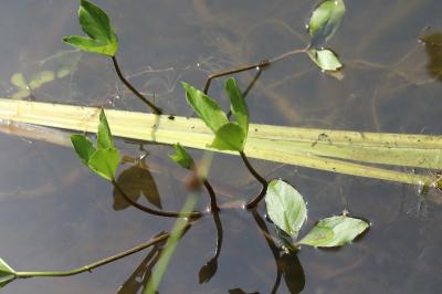 Grand plantain d'eau 