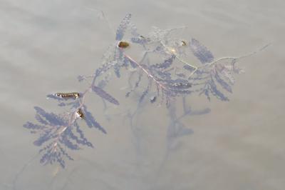 Potamot crépu
