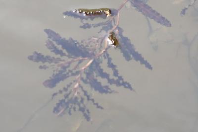 Potamot crépu