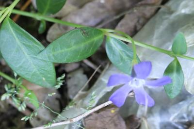 Petite pervenche